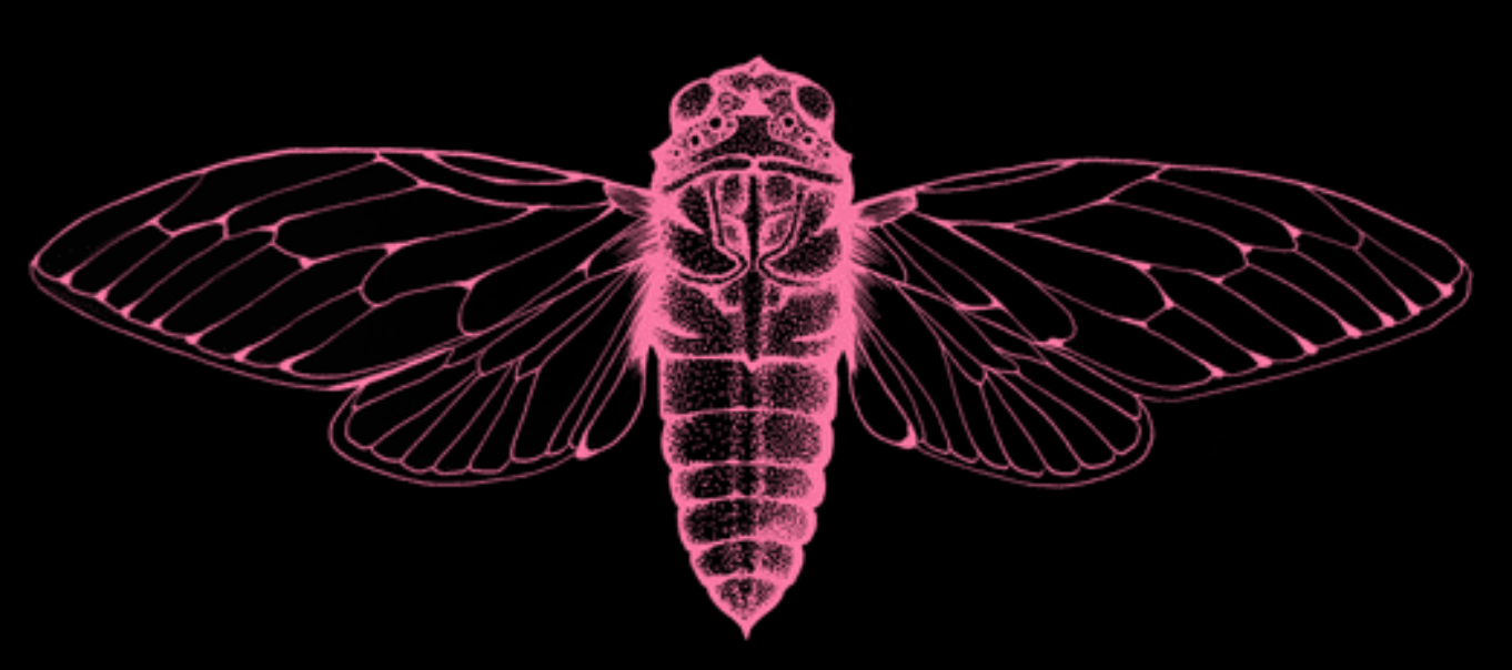 Cicadatine 2026